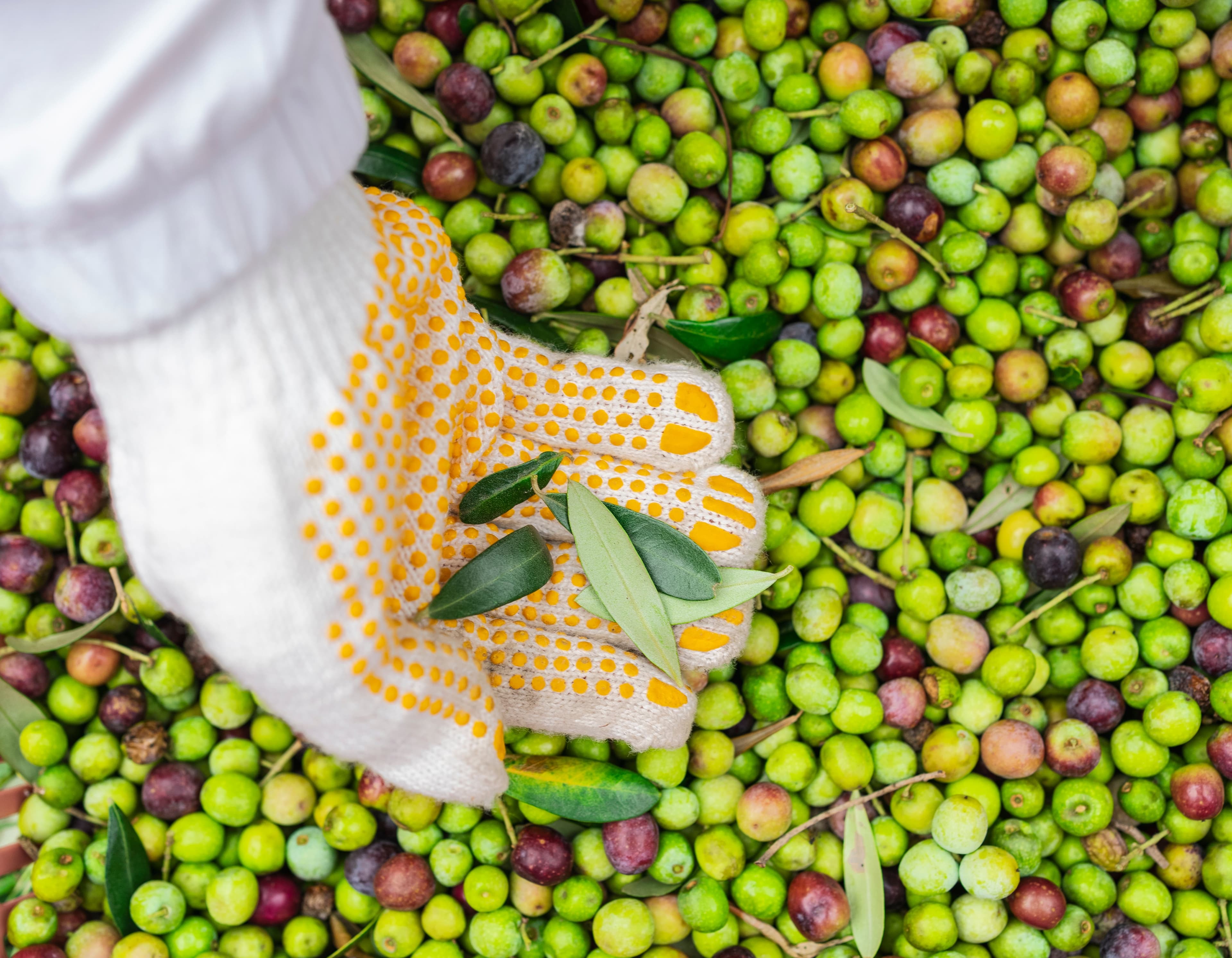 Olives