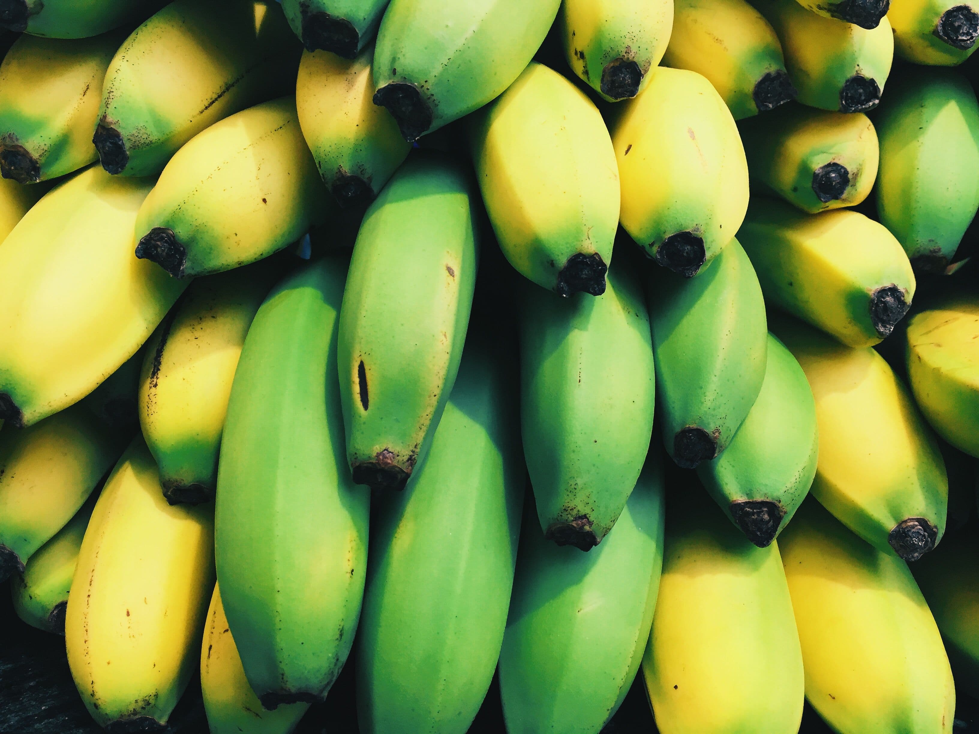 Cavendish Banana