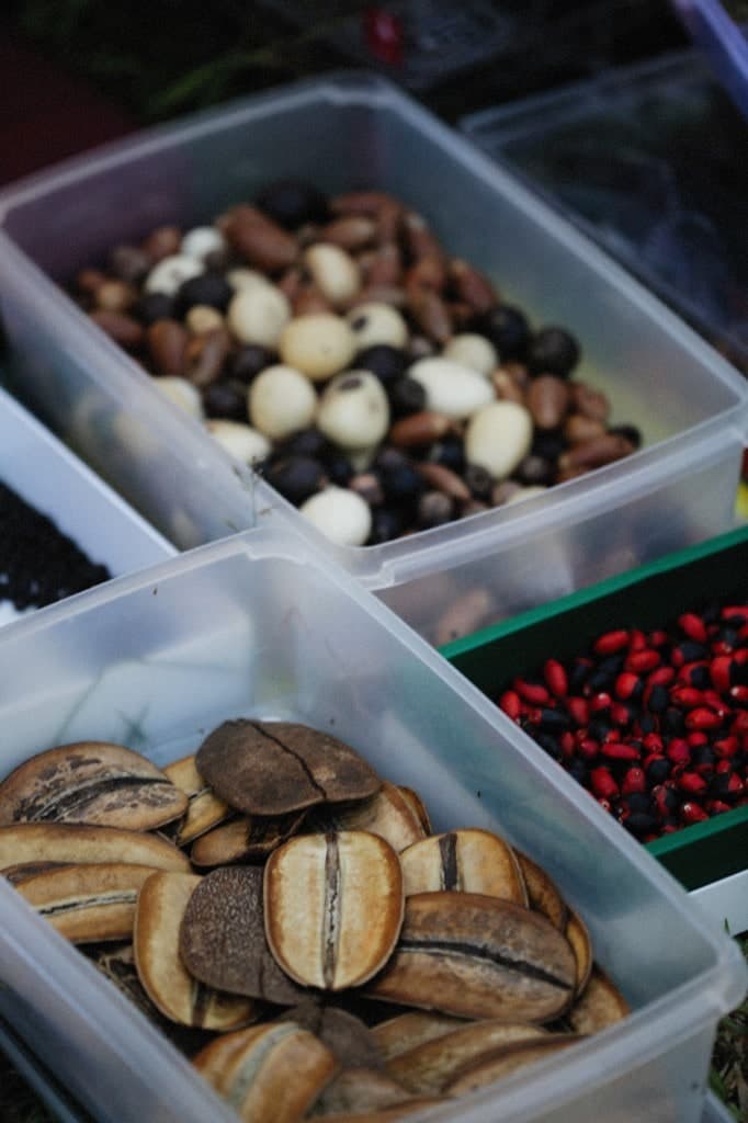 Agricultural Seeds